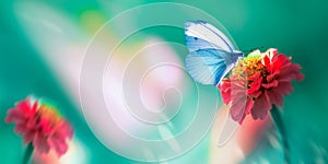 Beautiful blue butterfly on a bright red flower in a fantastic garden. Natural macro summer spring background. Copy space.