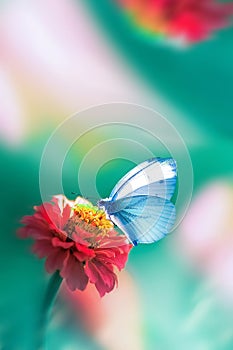 Beautiful blue butterfly on a bright red flower in a fantastic garden. Natural macro summer spring background. Copy space.