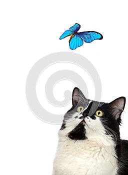 Beautiful blue butterfly and cat on white background.