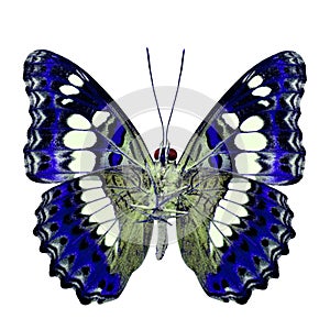 Beautiful blue butterfly, Common Commander & x28;moduza procris& x29; under wings in fancyl color profile isolated on white