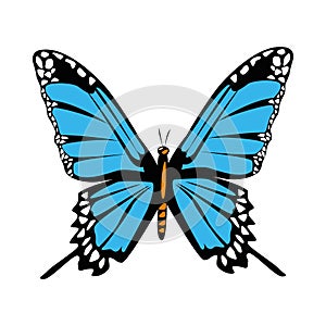 Beautiful blue butterfly flying isolated icon