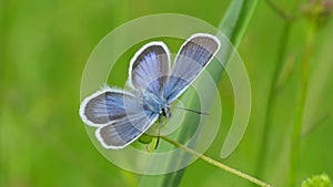 Beautiful blue butterfly on a green plant