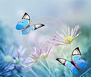 Beautiful blue butterfly and pink flowers. Summer and spring background