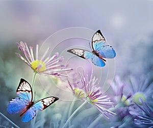 Beautiful blue butterfly and pink flowers. Summer and spring background