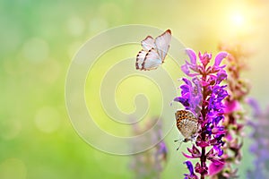 beautiful blue butterfly sitting on a bright Sunny meadow on green bokeh background. Nature spring landscape. Copy space