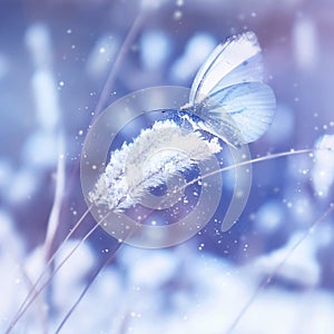 Beautiful blue butterfly in the snow on the wild grass. Snowfall Artistic winter christmas natural image.