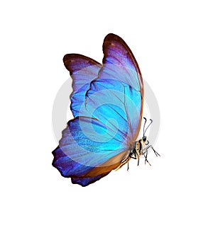 beautiful blue butterfly. symbol of the new year. morpho butterfly isolated on white. number 2020.