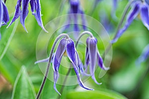 Beautiful blue Clematis integrifolia flowers with green foliage.