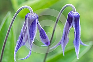 Beautiful blue Clematis integrifolia flowers with green foliage.