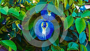 Beautiful blue clitoria ternatea or blue butterfly pea flower with green leaves on background