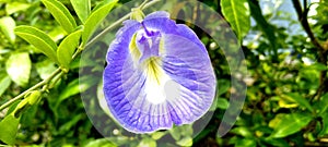 beautiful blue clitoris flower great medicinal value in a green background