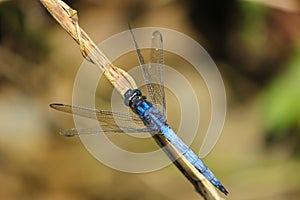 A beautiful blue color dragonfly sitting on thin pole in the garden area in sajek, Bangladesh