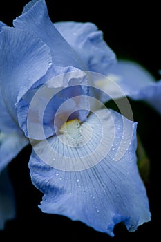 Beautiful blue colored iris