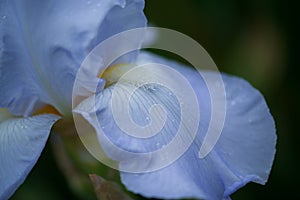 Beautiful blue colored iris