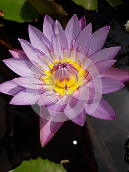 beautiful blue colour lotus flower