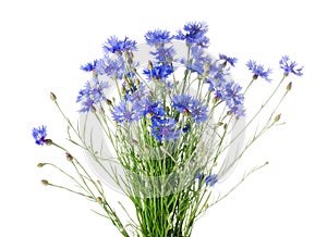 Beautiful blue cornflower