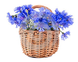 Beautiful blue cornflower