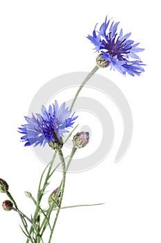 Beautiful blue cornflower