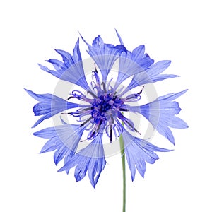 Beautiful blue cornflower photo