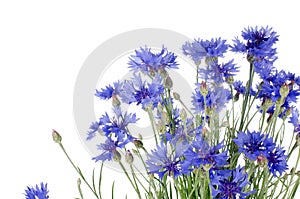 Beautiful blue cornflower