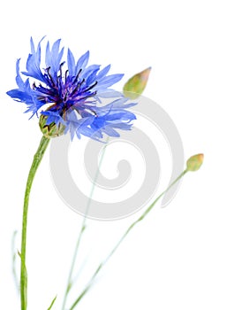 Beautiful blue cornflower