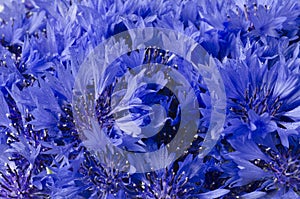 Beautiful blue cornflower flower background. Macro overview. Horizontal photo. Nature Romantic concept for wedding