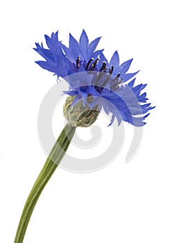 Beautiful blue cornflower isolated on white background