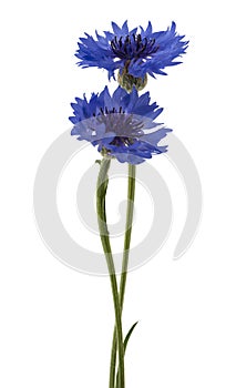 Beautiful blue cornflower isolated on white background