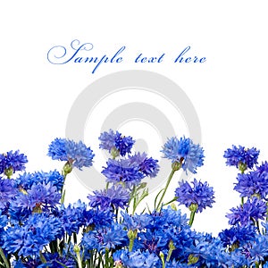 Beautiful blue cornflower isolated on white background
