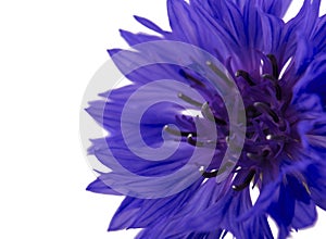 Beautiful blue cornflower isolated on white background