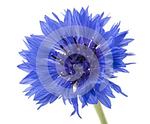 Beautiful blue cornflower isolated on white background. Selective focus