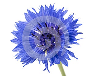 Beautiful blue cornflower isolated on white background. Selective focus photo