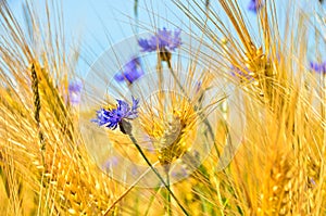 Beautiful blue cornflowers in front of an light brown grain field in summer