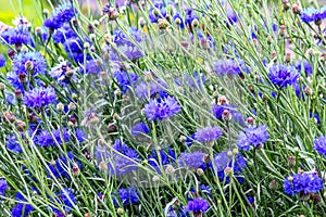 Beautiful blue cornflowers meadow close up