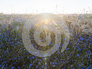 Beautiful blue cornflowers and wheat field in backlight of setting sun