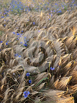 Beautiful blue cornflowers and wheat field in backlight of setting sun