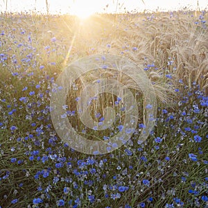 Beautiful blue cornflowers and wheat field in backlight of setting sun