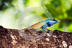 Beautiful blue crested lizard