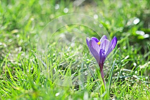 Beautiful blue crocus flower in water drops growing in green grass