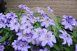 Beautiful blue curly clematis flowers. City Botanical Garden.