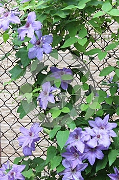 Beautiful blue curly clematis flowers. City Botanical Garden.