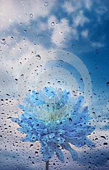 Bellissimo blu margherita crisantemo fiore gocce da la pioggia 