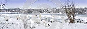 On the beautiful blue Danube. A bevy of swans. photo
