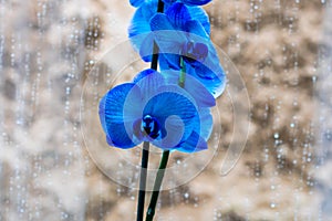 Beautiful and blue delicate orchid flowers Phalaenopsis isolated at home, indoor