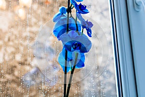 Beautiful and blue delicate orchid flowers Phalaenopsis isolated at home, indoor