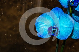 Beautiful and blue delicate orchid flowers Phalaenopsis isolated at home, indoor