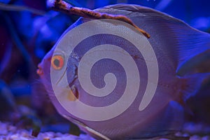 Beautiful blue discus in the aquarium photo