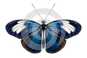 Beautiful Blue Doris Longwing butterfly isolated on a white background with clipping path