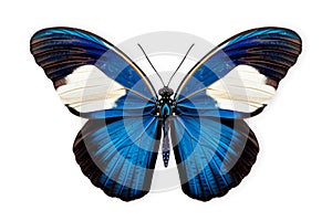 Beautiful Blue Doris Longwing butterfly isolated on a white background with clipping path