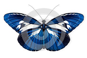 Beautiful Blue Doris Longwing butterfly isolated on a white background with clipping path